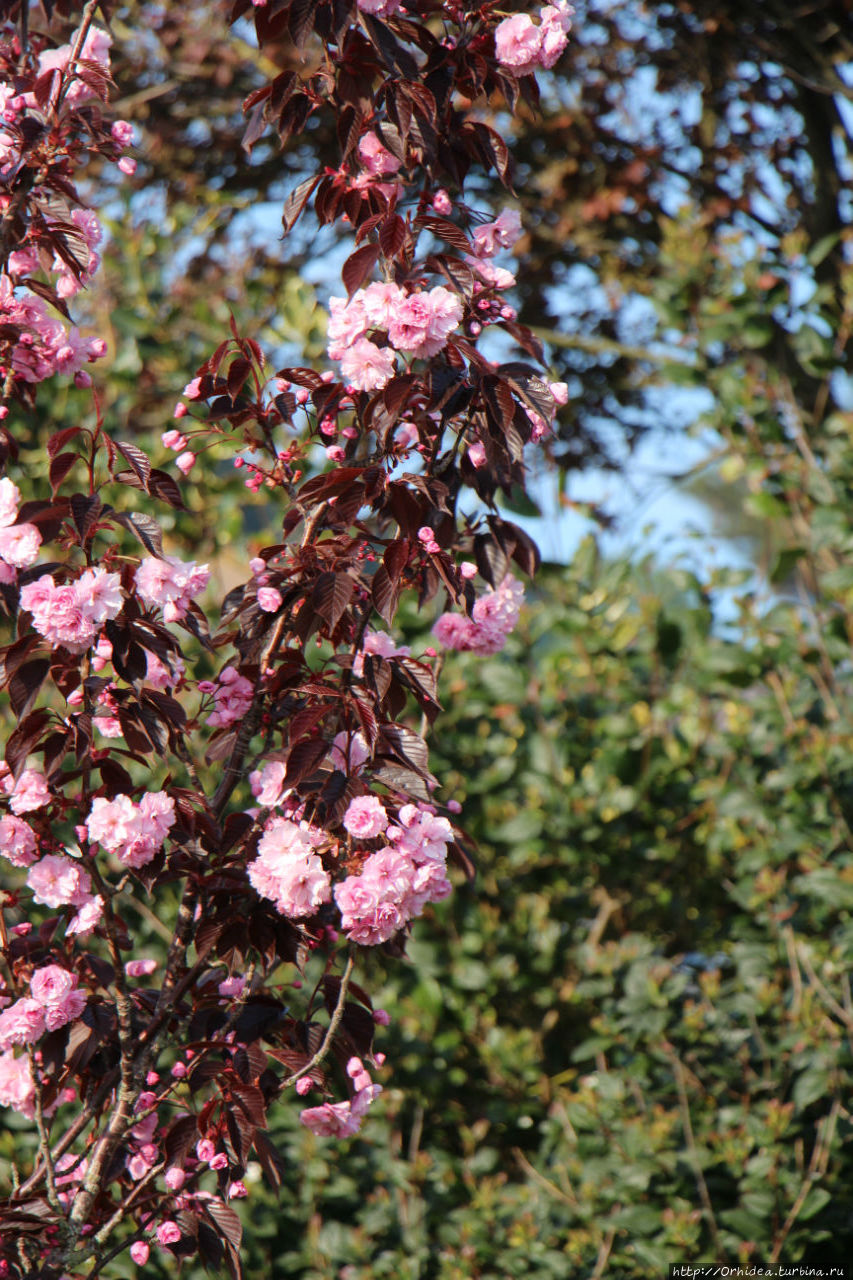 Цветущая весна на Джерси Джерси