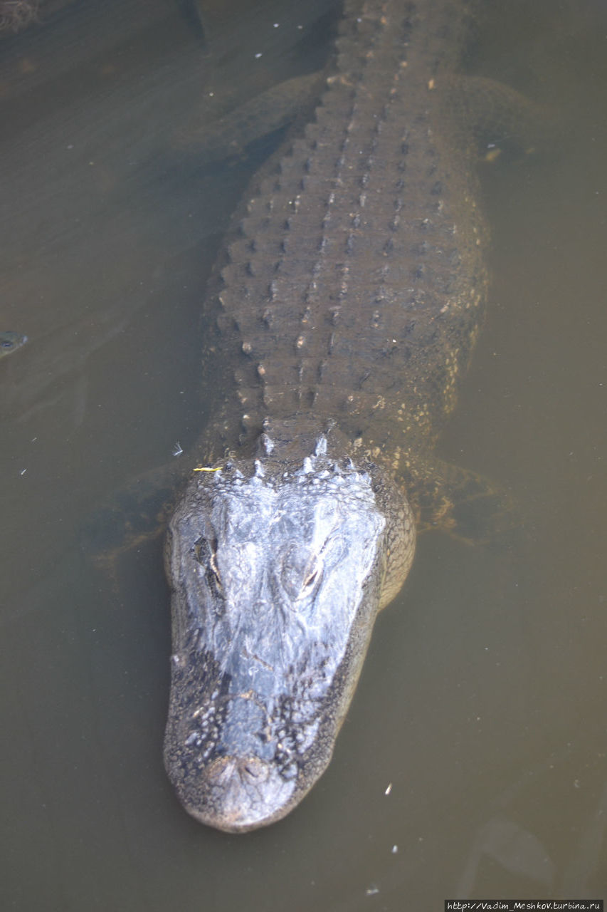 Болотистые устья в этом месте — это единственное место в США, где встречаются, хотя и редко, острорылые крокодилы. Национальный парк Эверглейдс, CША