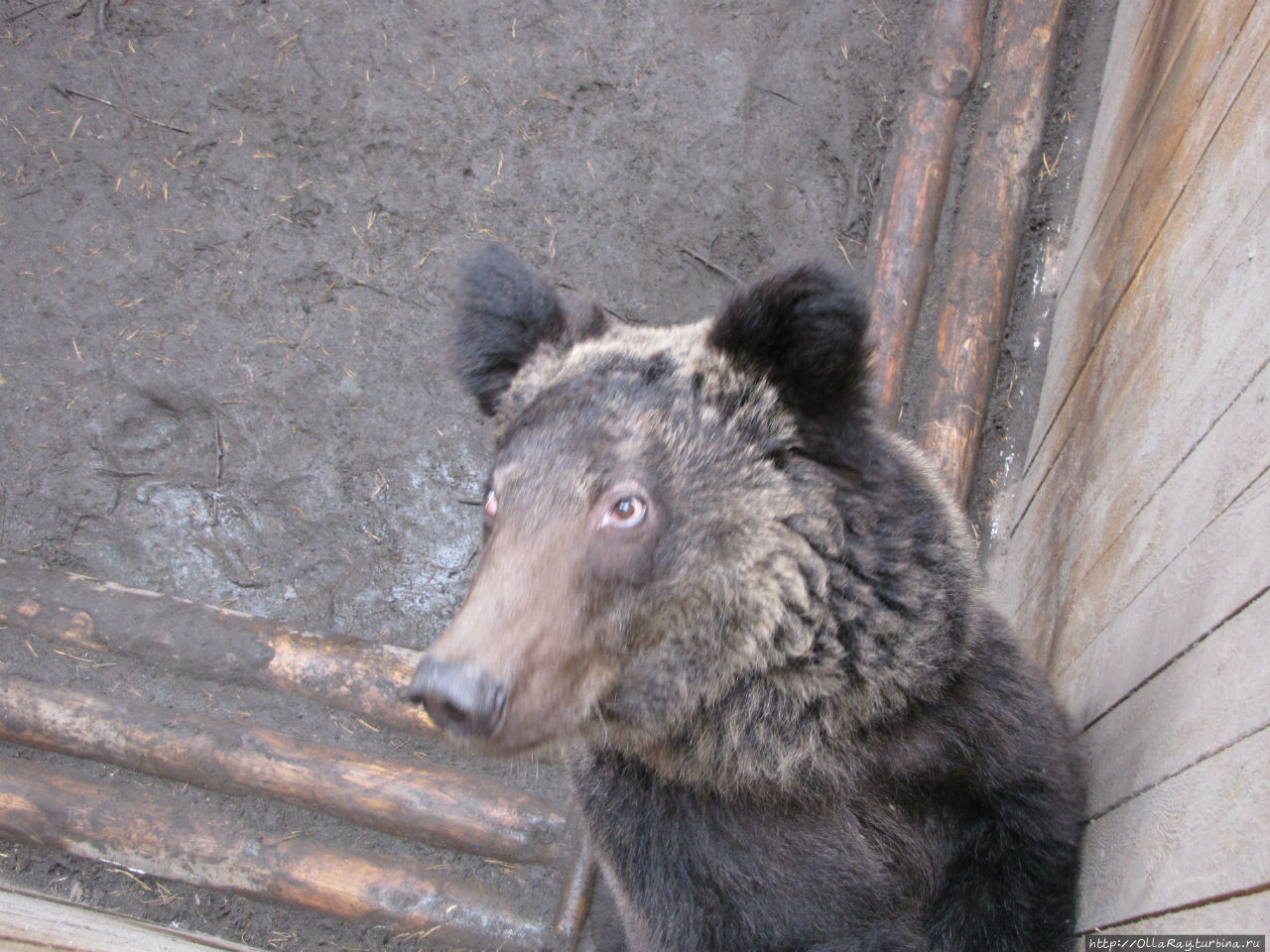 Цирковой медведь, практически потерявший зрение от блеска софитов. Петрозаводск, Россия