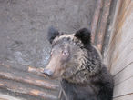 Цирковой медведь, практически потерявший зрение от блеска софитов.