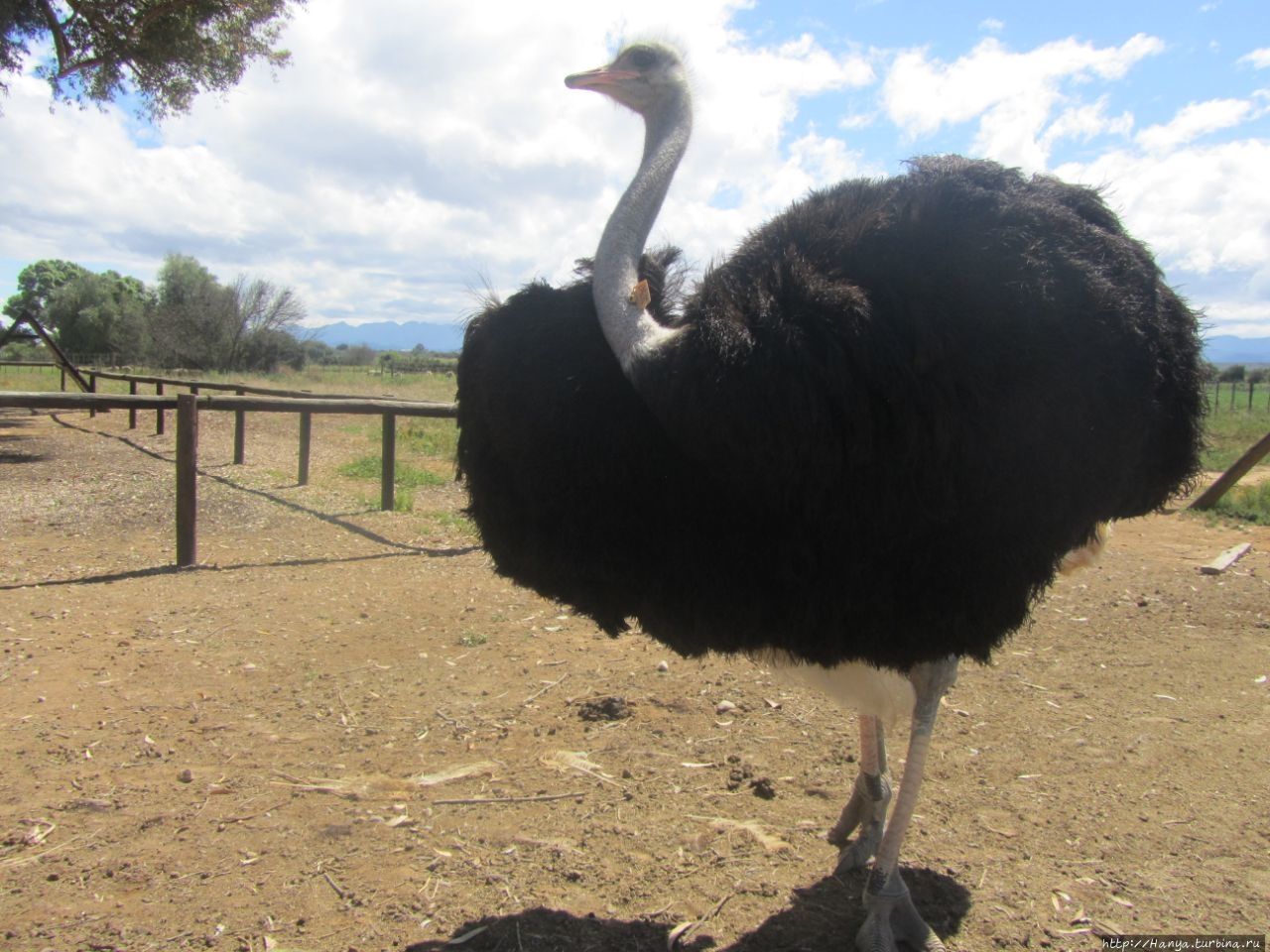 Страусиная ферма Safari Ostrich Show Farm Оудсхорн, ЮАР