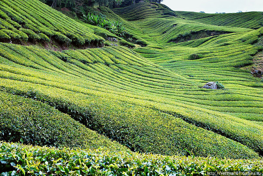 Чайные плантации — Sungai Palas Boh Tea Estate Танах-Рата, Малайзия