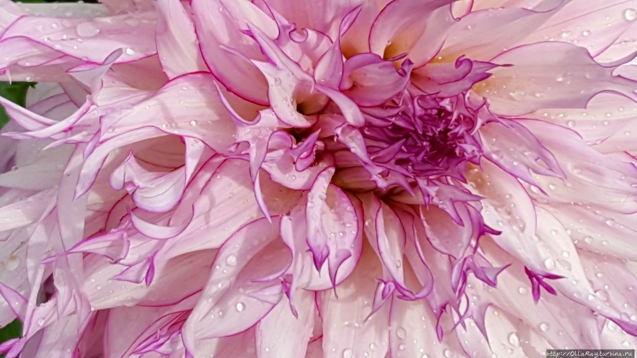 Приятно получить по осени букет из таких пышных шапок.