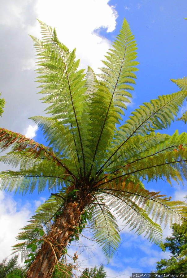 Лист древовидного папоротника Ferns Tree — второй символ Новой Зеландии Роторуа, Новая Зеландия