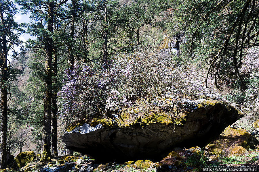 Волшебный лес