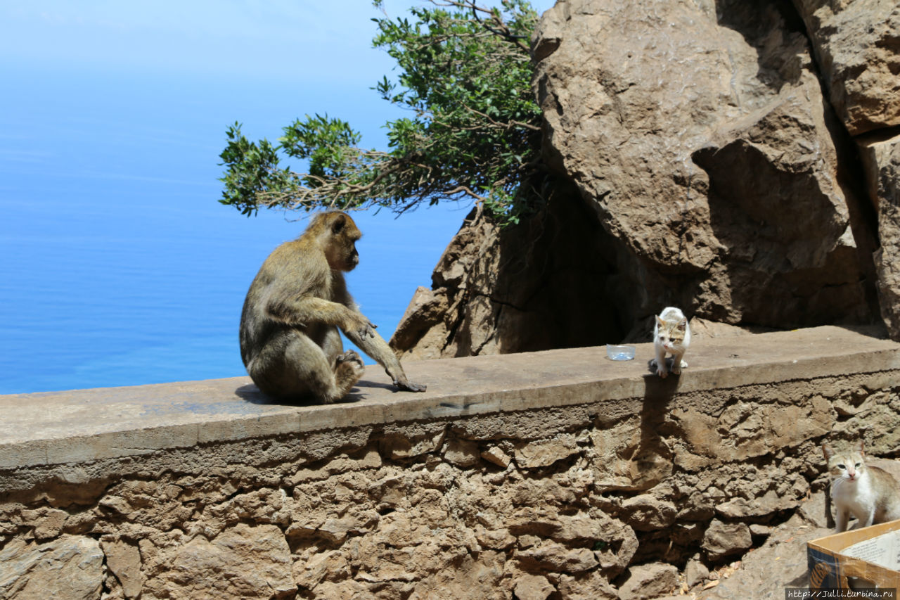 Пик обезьян и мыс Углерода в Северной Африке Беджаия, Алжир
