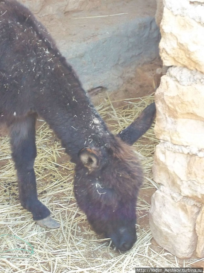 Осел в пещере троглодита