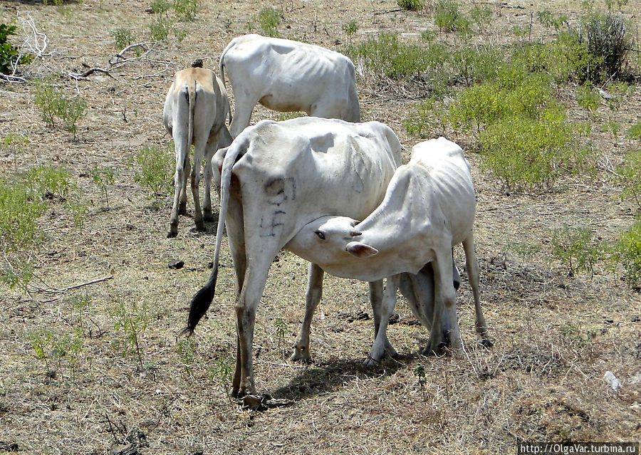 Качество травы явно отражается на коровьем внешнем виде Тринкомали, Шри-Ланка