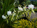 А вот и настоящие цветы! 
Самые что ни на есть настоящие красивейшие нежные орхидеи! Обожаю орхидеи. 

Ни в Патагонии, ни даже в Южной Африке я не встретила таких красивых цветов как на Мадагаскаре.
