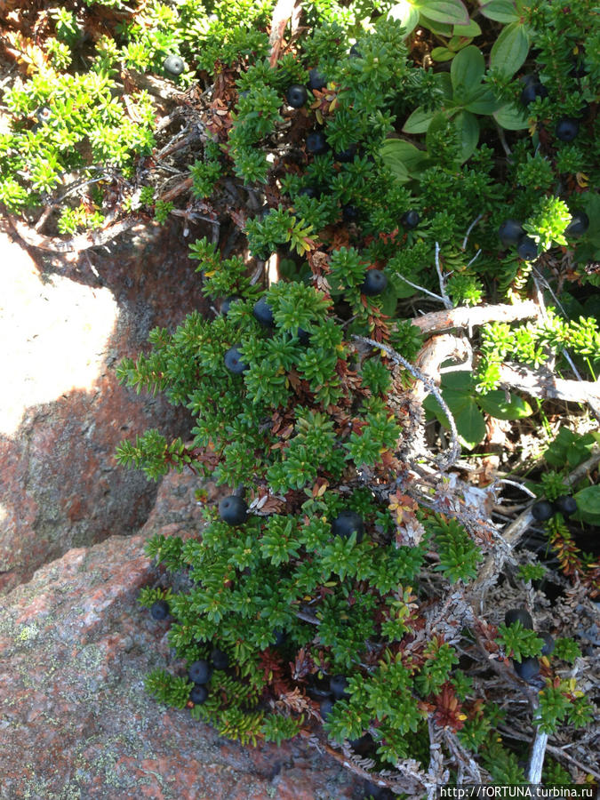 Сбор урожая на Мурмане Мурманская область, Россия