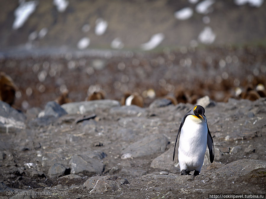 пингвин решил что заблудился 
но посмотрев по сторонам 
он осознал что приключений 
топографически лишён Остров Южная Георгия, Южная Георгия и Южные Сандвичевы Острова