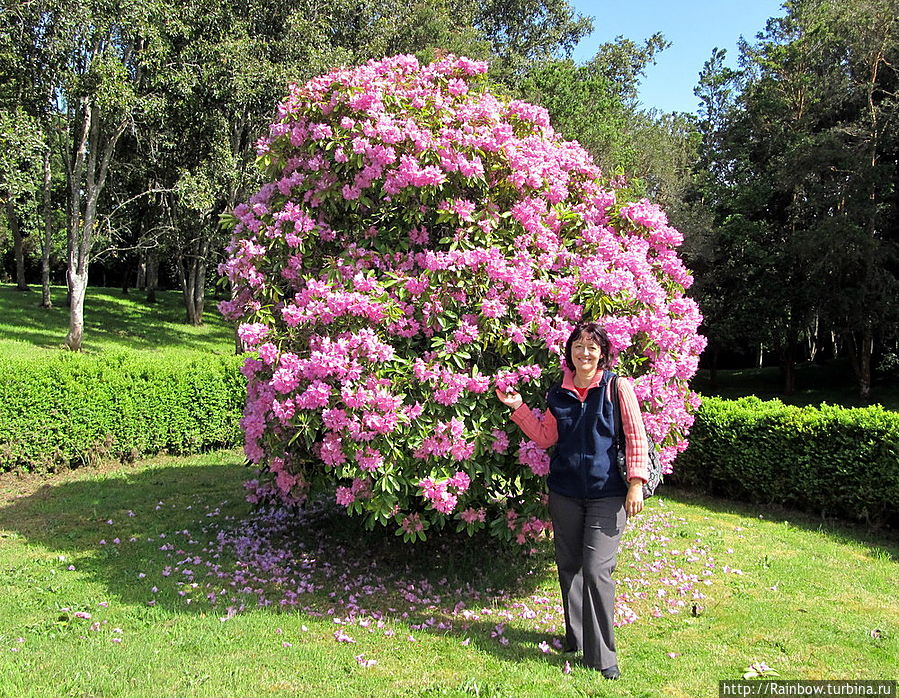 Куст рододендрона выше человеческого роста