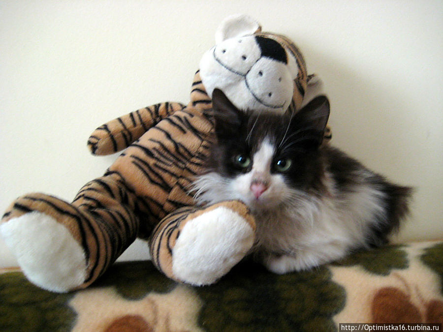 А это Вася ровно год назад. Я его подарила себе в канун 2012 года, принесла с помойки, где он жил до этого. Дидим, Турция