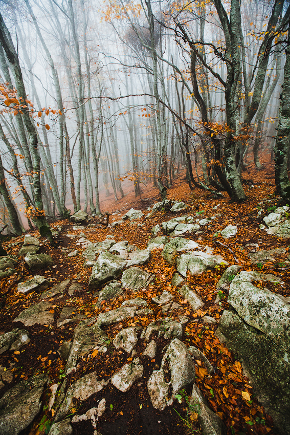 Прогулявшись по плато, снова спускаемся в туманный осенний лес. Республика Крым, Россия