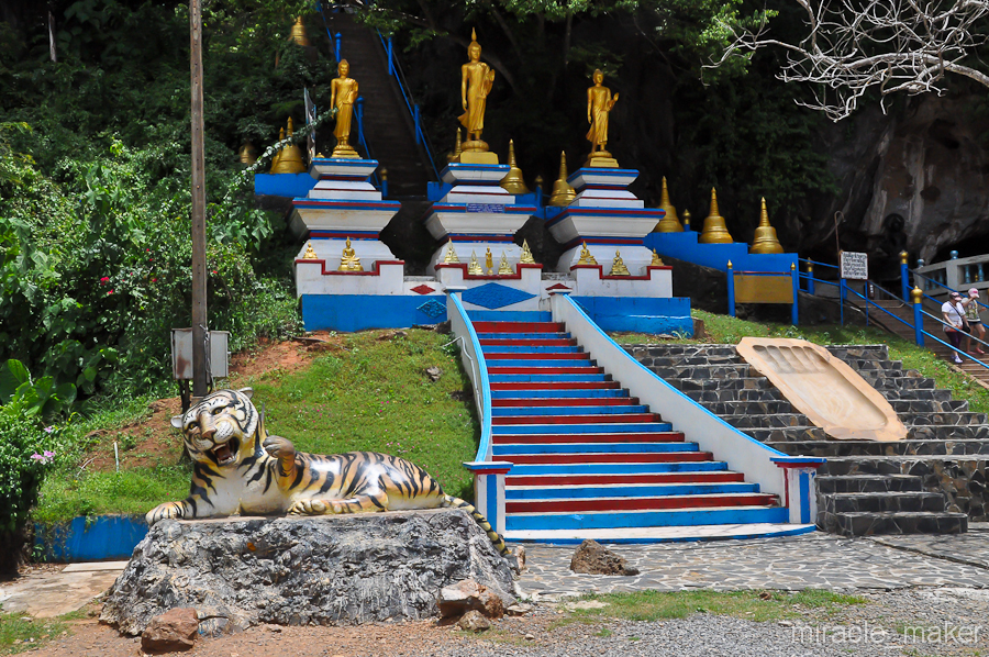 Еще один хищник. Вообще тигры очень почитаемые в Буддизме животные. Существует легенда, что одну из своих земных жизней Будда закончил, отдав себя на съедение истощенной тигрице с новорожденными тигрятами, тем самым спас их от неминуемой голодной смерти. Краби, Таиланд