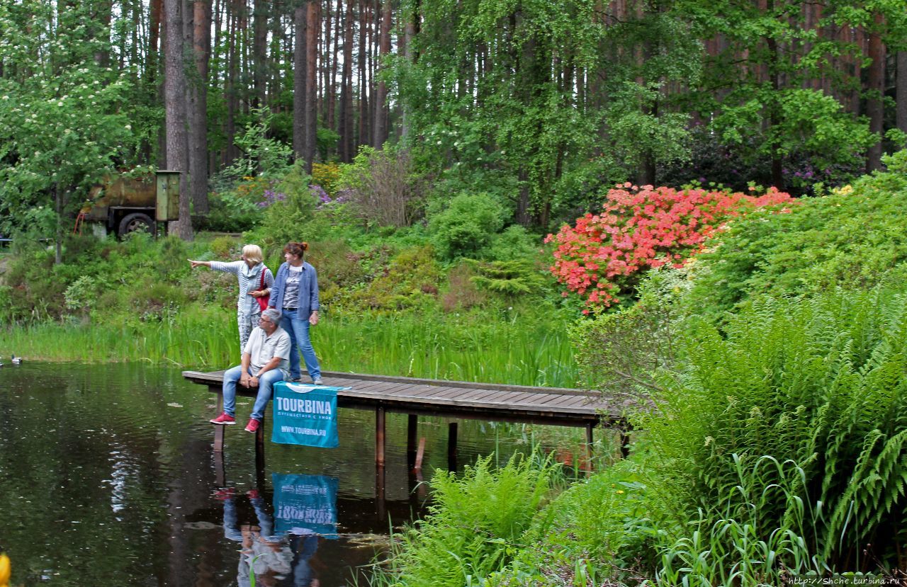 Рододендронщина. Ярких летних красок нам в первый день зимы Бабите, Латвия