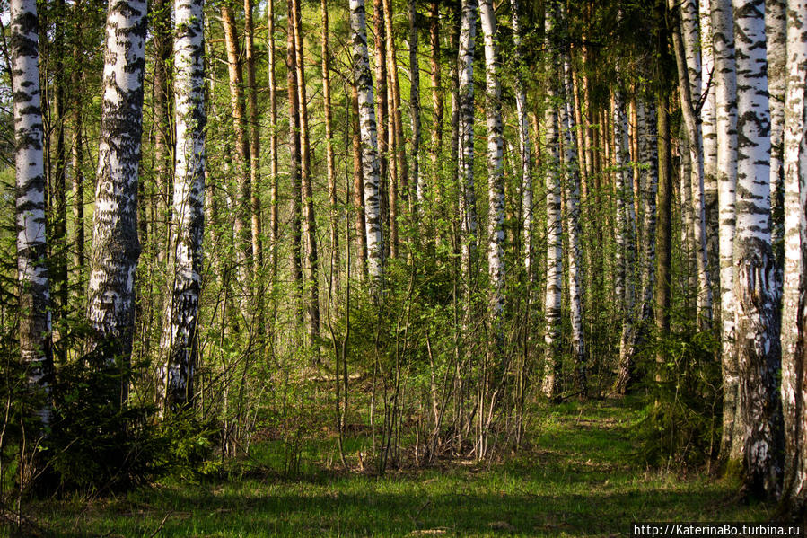 Для чего не стоит сидеть дома в первомай Истра, Россия