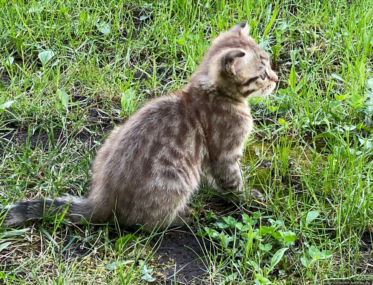 8 августа — Всемирный день кошек (World Cat Day) Рогань, Украина