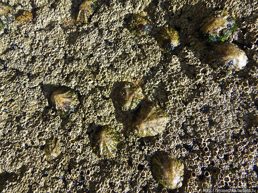 Что скрывает океан: жизнь после отлива Албуфейра, Португалия