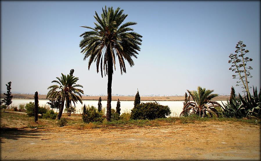 Вид на озеро со стороны мечети Район Ларнака, Кипр