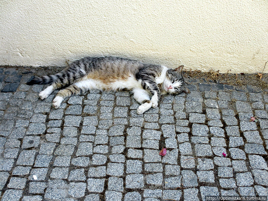 Кошечки, собачки и прочая живность в Бодруме Бодрум, Турция