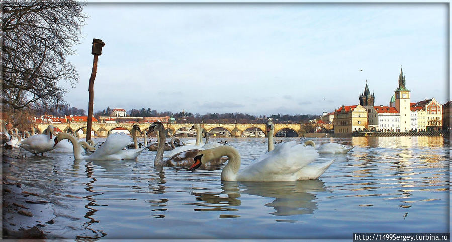 Пражские лебеди Прага, Чехия