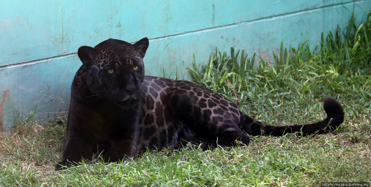 Зоопарк Лимы Лима, Перу
