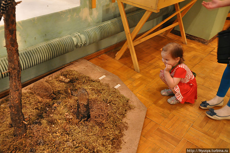 А ёжик вызвал особые симпатии