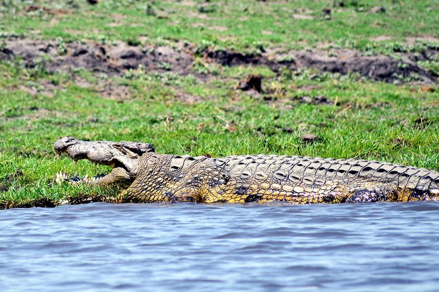 Снова крокодил Национальный парк Чобе, Ботсвана