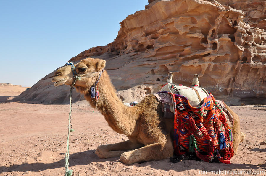 Первым, кто встретил нас на иорданской земле после пограничников, был этот верблюд, конечно же, со своим погонщиком, предлагавшим с ветерком прокатиться по жаркой пустыне. Петра, Иордания