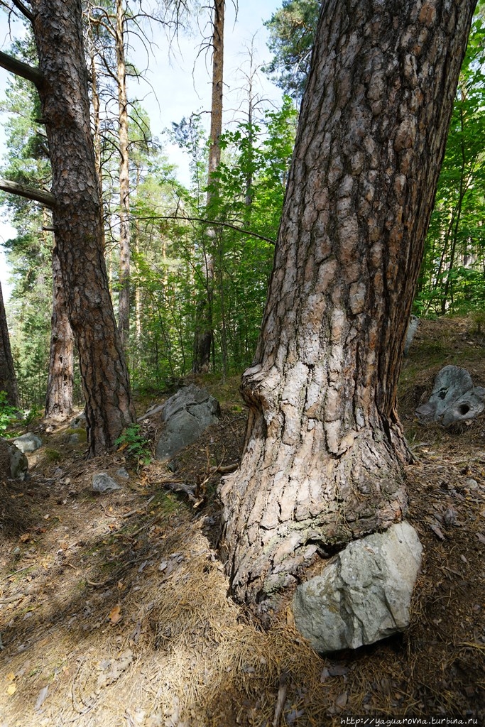 Рачейский бор Старая Рачейка, Россия