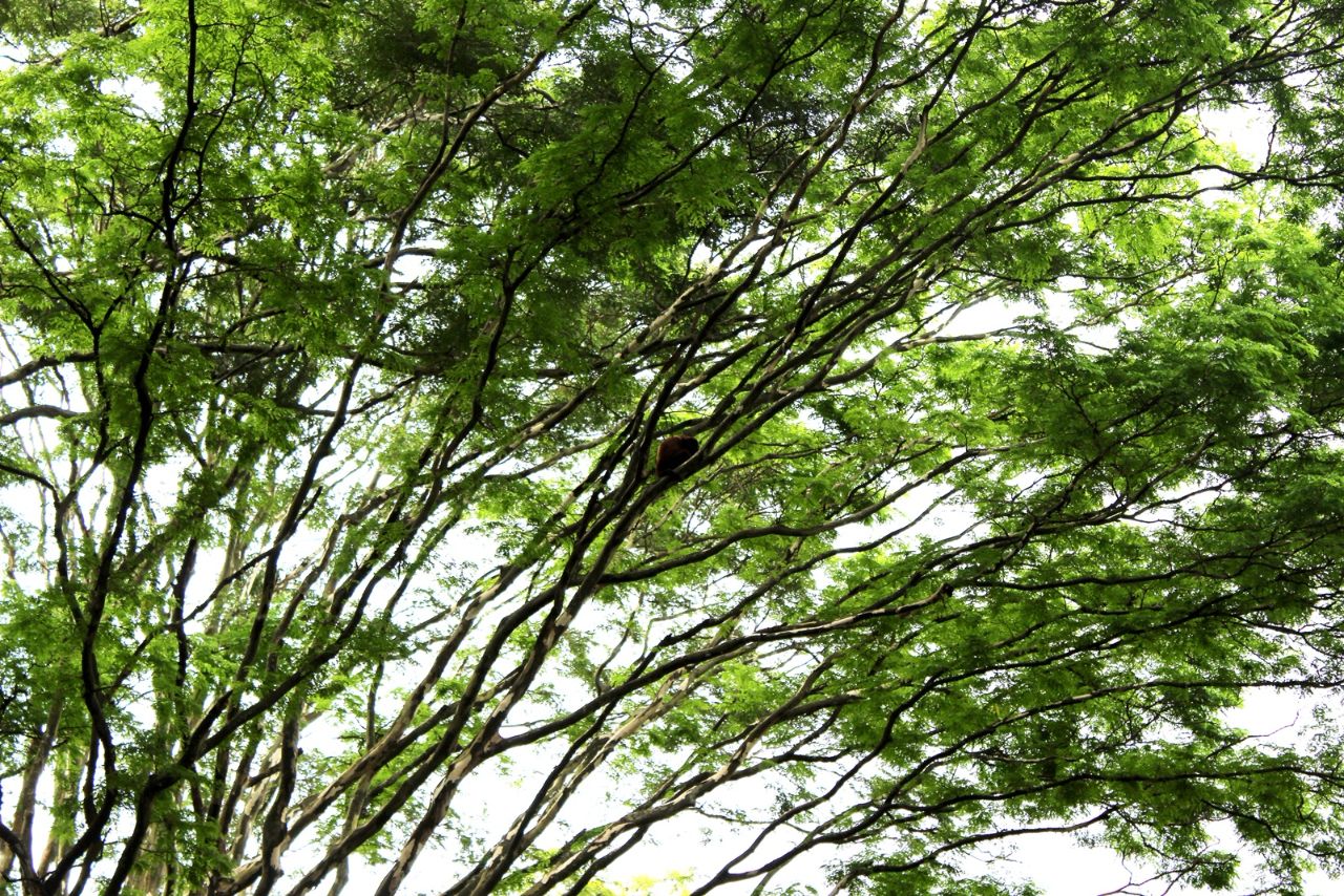 Дерево бразилия пауло. Растительность сан паулу. Парк ибирапуэра архитектура. Ибирапуэра в сан-паулу бразилия. Дерево в сан паулу.