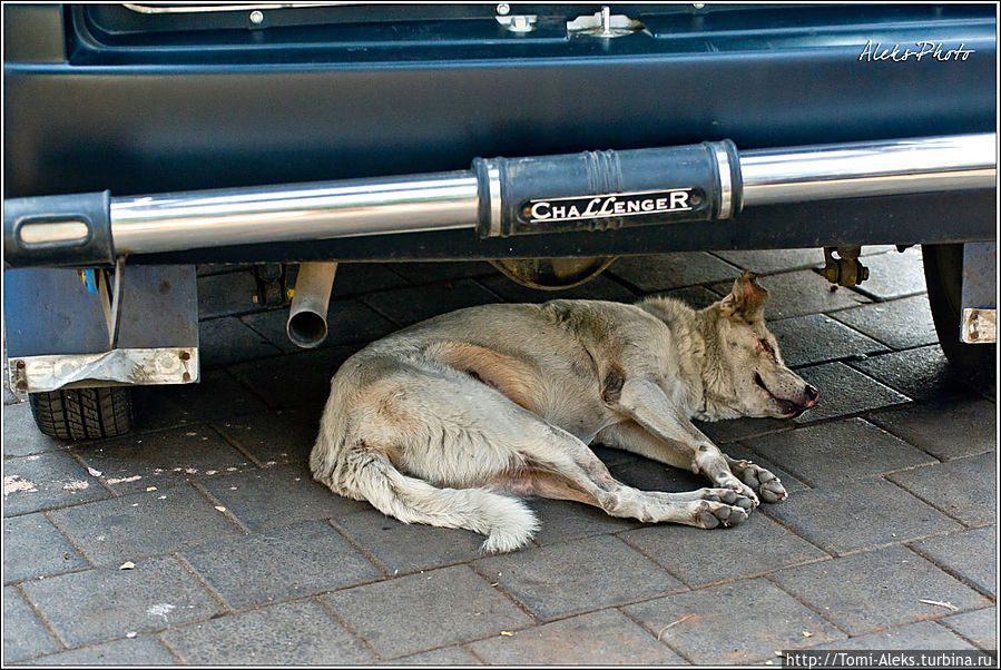 В поисках тени животные забираются даже под машины...
* Мумбаи, Индия
