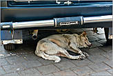 В поисках тени животные забираются даже под машины...
*