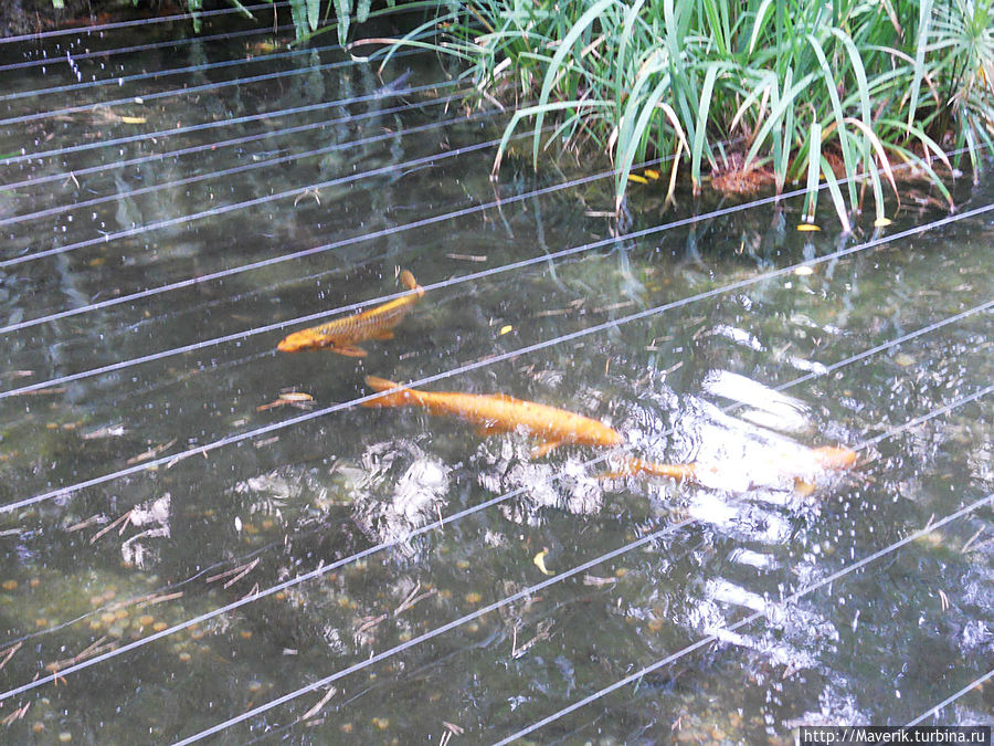 Экзотические рыбки.