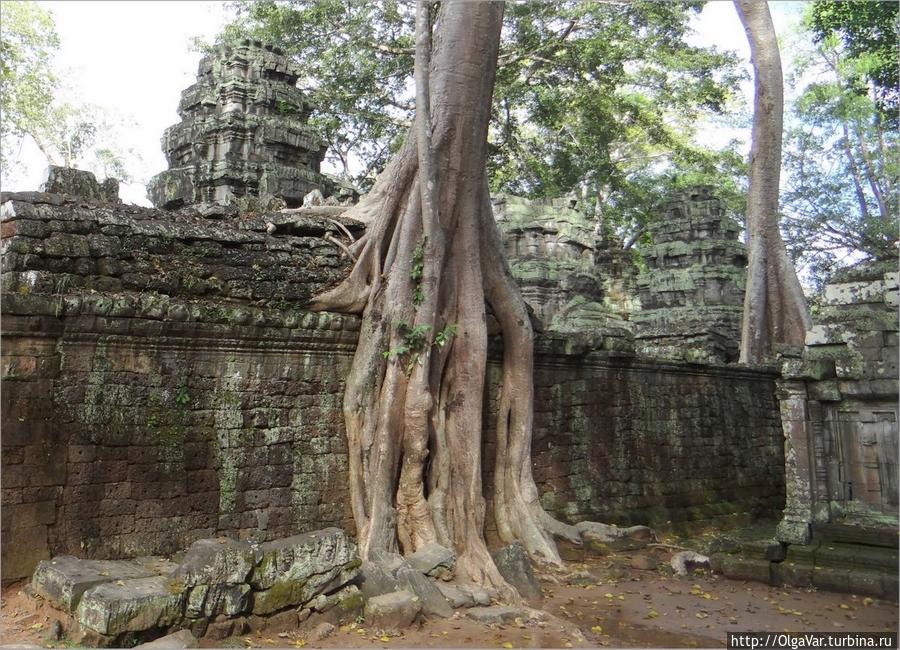 Самое несчастное дерево Та Прома Провинция Сиемреап, Камбоджа