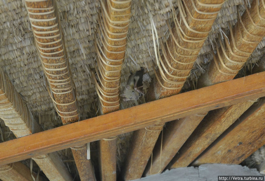 летучая мышь, жившая на нашем балконе! =)) Индонезия