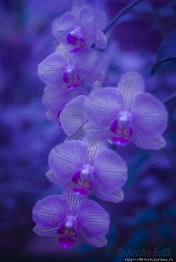 В Ботаническом саду Рига, Латвия