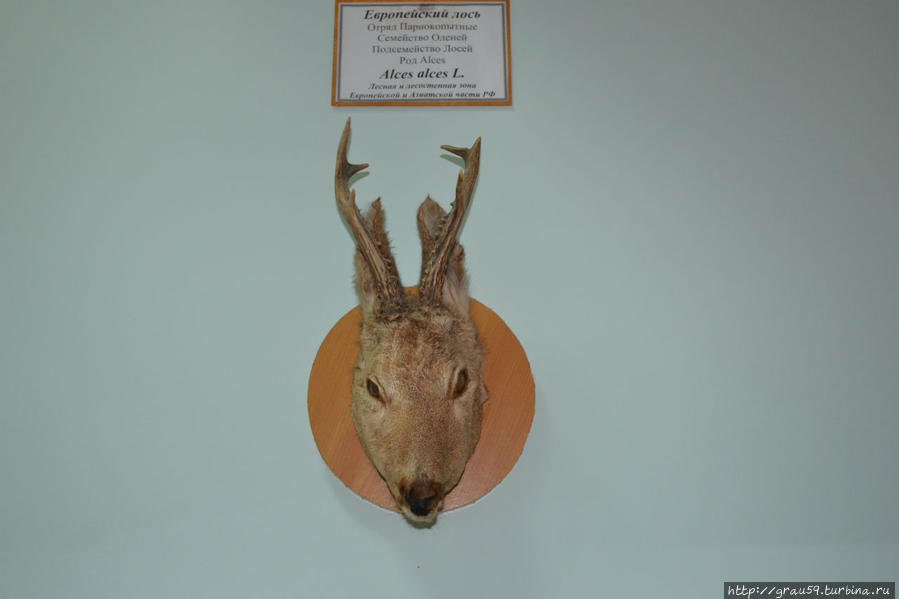 Зоологический музей Саратов, Россия