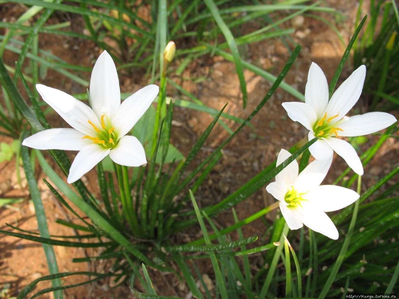 Отель Bintang Flores Лабуан Баджо, остров Флорес, Индонезия