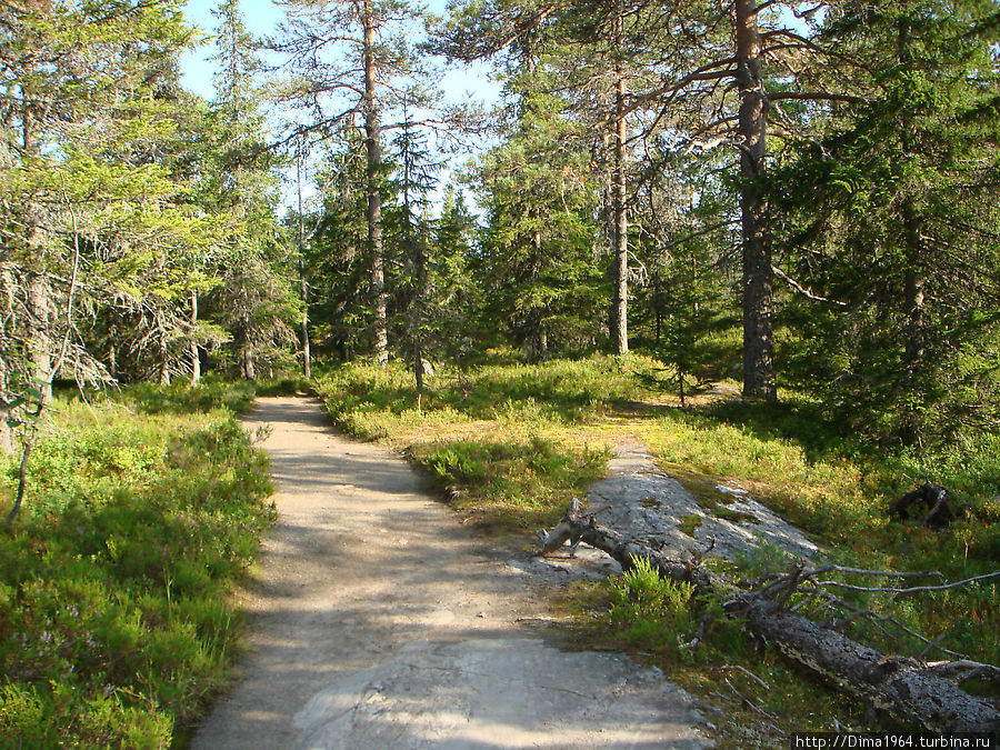 Потом в лес, по лесным дорожкам Коли Национальный Парк, Финляндия