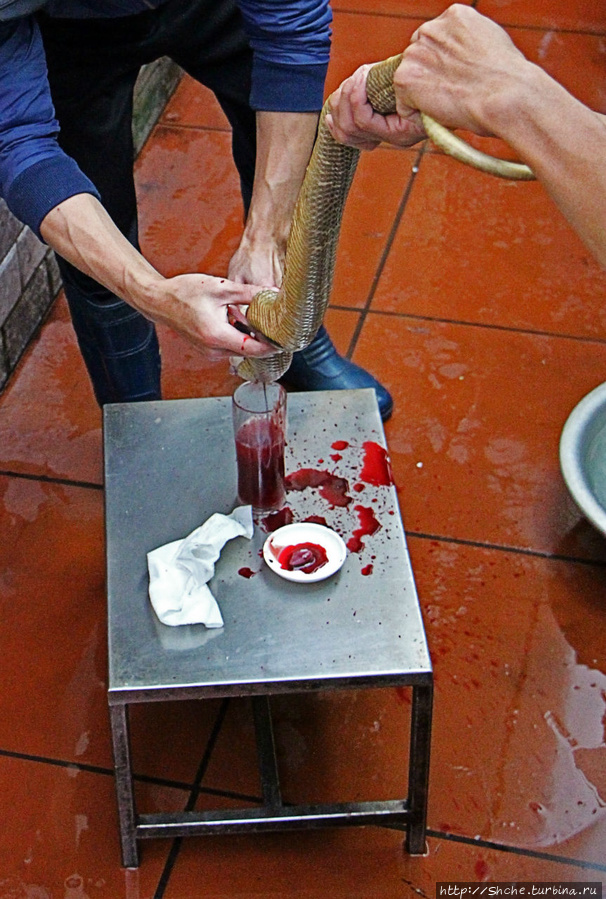 дальше из кобры спускаю кровь в стакан с водкой (очень гуманно для потребителя, я не представлял, как буду пить чистую кровь) Ханой, Вьетнам