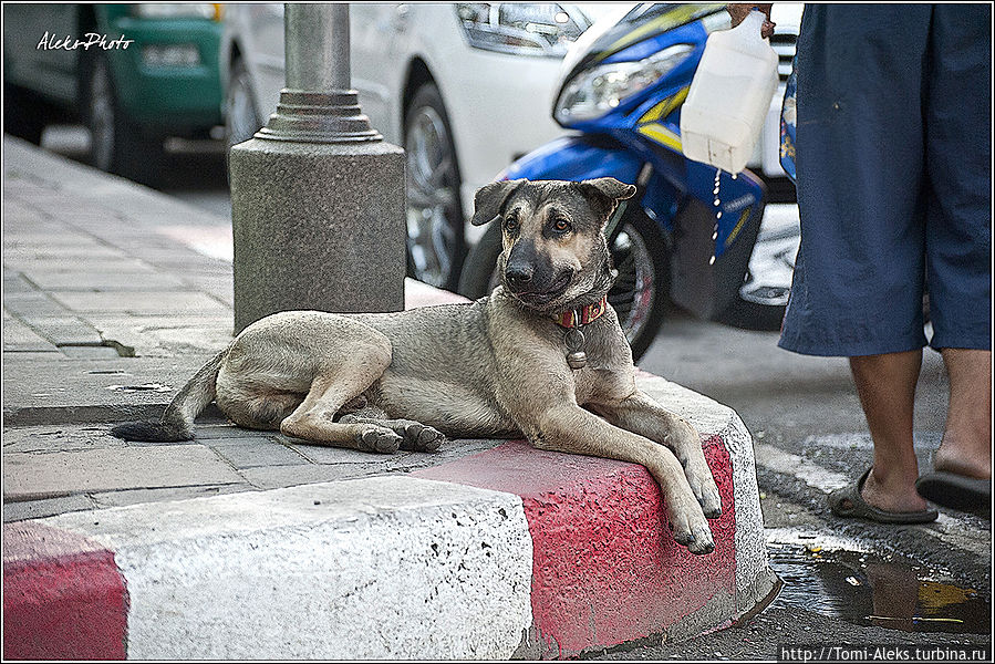Ну, возлежащие псы — в Таиланде без них никак...
* Паттайя, Таиланд