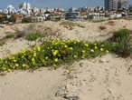 Ашдод, район возле Марины. Дюны цветут.