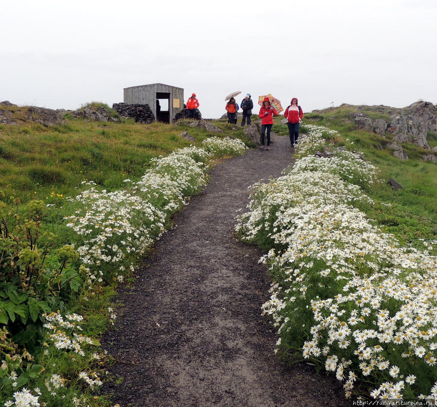К месту наблюдения за тюленями ведет дорожка обсаженная цветами! Саударкрокур, Исландия