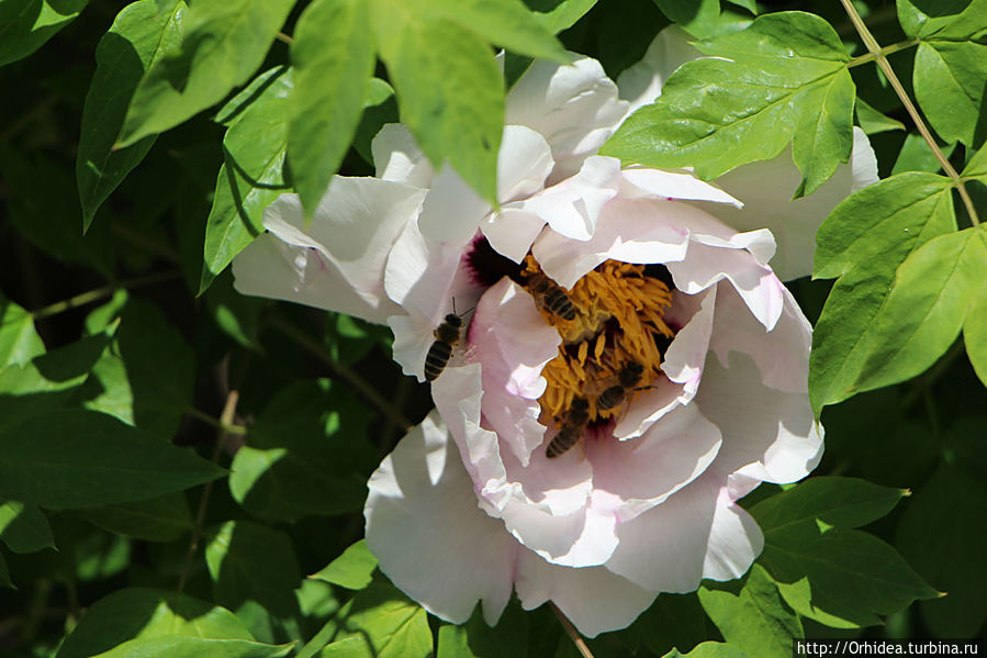 Цветочный мед в таблетках Харьковская область, Украина