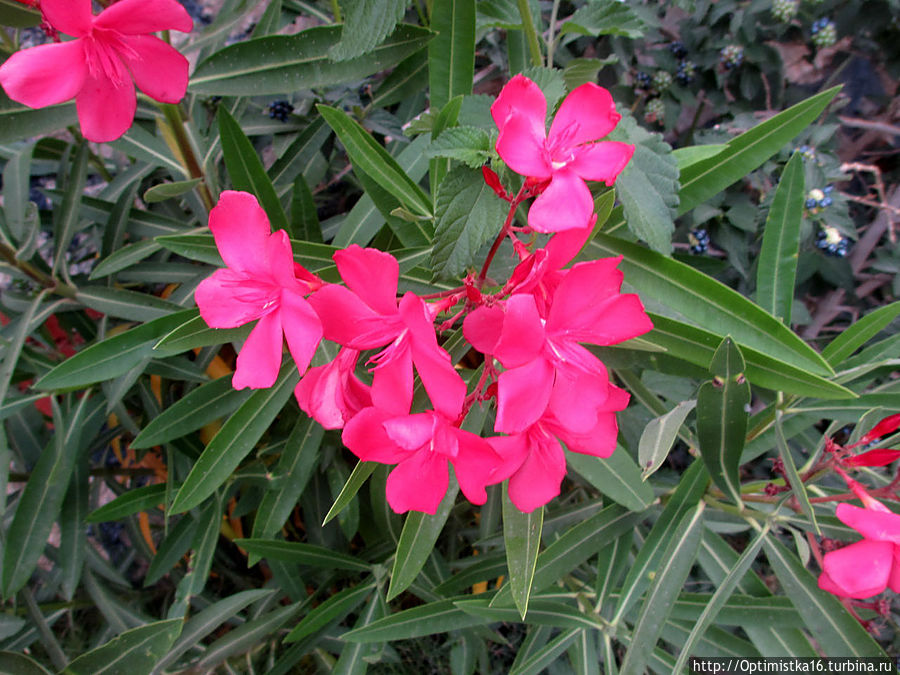 Цветущий Дидим Дидим, Турция