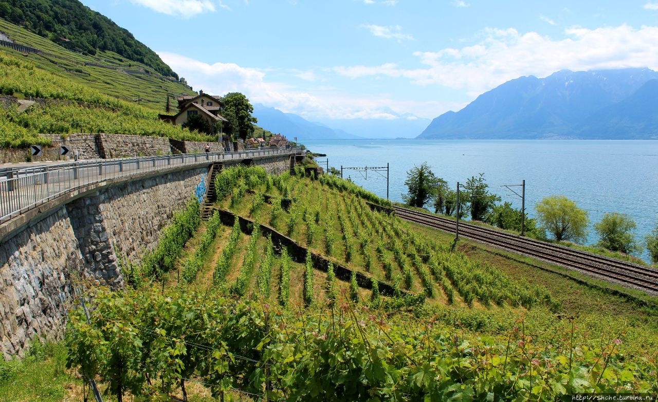 Террасовые виноградники Лаво Лаво винодельческие террасы, Швейцария