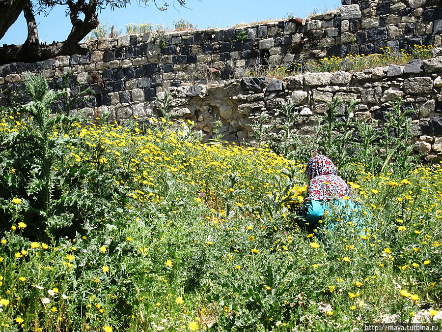 бабуля собирает цветы, мама нанизывает на нитки, а дети продают Умм-Кайс (Гадара), Иордания