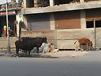 Пасущиеся коровы